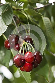 Door County Cherries