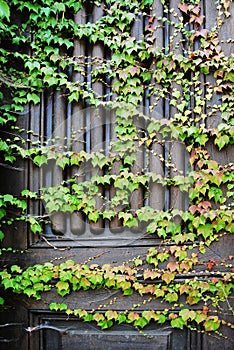 Door with ivy