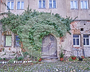 Door and ivy plant in Altenburg, Germany