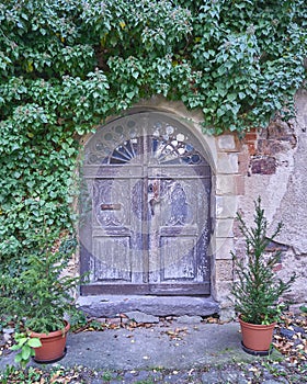 Door and ivy plant in Altenburg, Germany