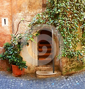 Door and ivy photo