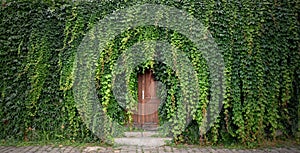 Door with ivy stock images