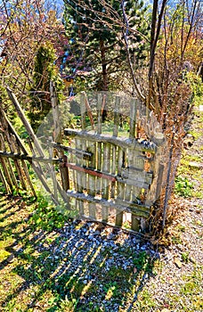 Door from an old wooden picket fence. Flowers in the spring