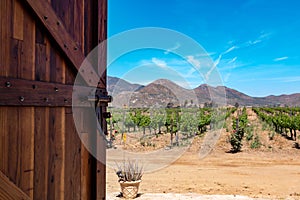 Door Opening to Vineyard in Baja California photo