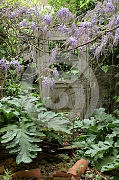 Door in overgrown garden