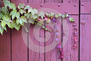 Door in pink wooden planks covered with spontaneous ivy