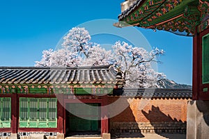 Door in the side wall of the court of Jagyeongjeon in Gyeongbokgung Palace with Cherry blossoms, Seoul, South Korea