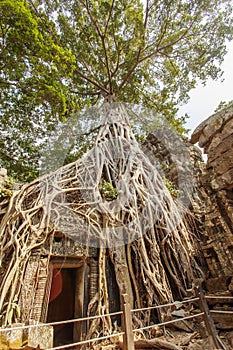 Door surrounded by century-old tree root, Ta Prohm temple, Angkor Thom, Siem Reap, Cambodia.