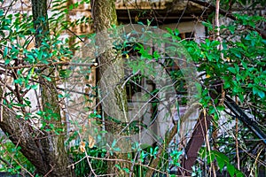 Door to an abandoned house behind trees