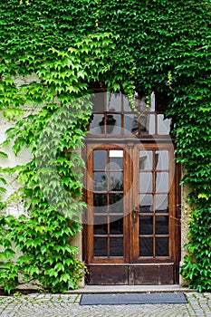 Door in wall covered by leafs. Old house concept