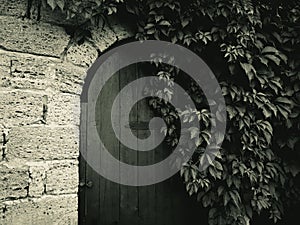 A door in the wall, hidden by thickets of plants. Gloomy photo of the door in dark shades. The weaving plants almost hid