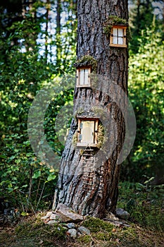 Doors and windows in a tree trunk