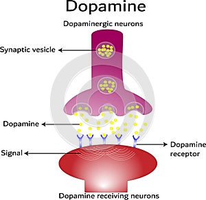 Dopamine, dopamine-receiving neuron and dopamine-producing neuron photo