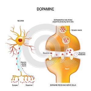 Dopamine. closeup presynaptic axon terminal, synaptic cleft, and dopamine-receiving nerve and dopamine-producing cells