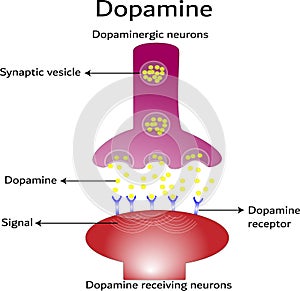 Dopamine, dopamine-receiving neuron and dopamine-producing neuron