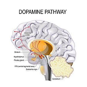 Dopamine hypothesis of schizophrenia