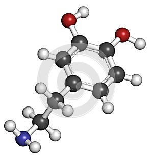 Dopamine neurotransmitter molecule. Catecholamine class compound that also acts as hormone. Atoms are represented as spheres with