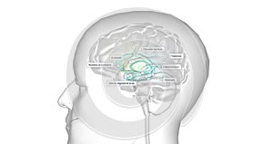 Dopamine is a neurotransmitter that plays a role in regulating Human behavior, mood, motivation, and motor control