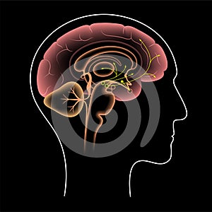 Dopamine pathway concept