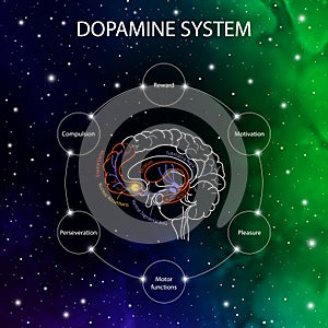 Dopamine pathways in the brain. Dopamine functions. Neuroscience medical infographic. Striatum, substantia nigra, hippocampus,