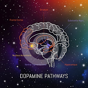 Dopamine pathways in the brain. Neuroscience medical infographic. Striatum, substantia nigra, hippocampus, ventral tegmental area