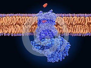 The dopamine receptor D1 coupled to a G-protein