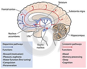 The dopamine and serotonin pathways in the brain
