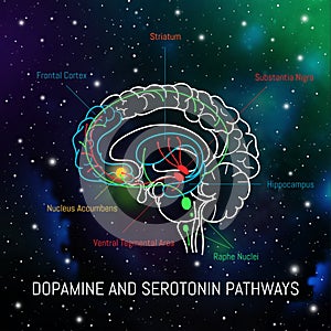 Dopamine and serotonin pathways in the brain. Neuroscience medical infographic. Striatum, substantia nigra, hippocampus