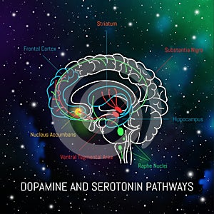 Dopamine and serotonin pathways in the brain. Neuroscience medical infographic. Striatum, substantia nigra, hippocampus photo