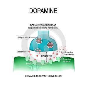 Dopamine. two neurons with receptors, and synaptic cleft with d