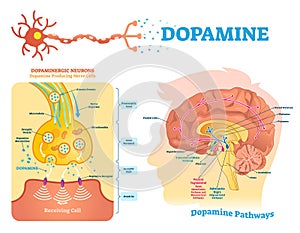 Dopamine vector illustration. Labeled diagram with its action and pathways.