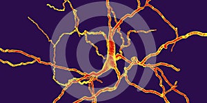 Dopaminergic neuron, computer reconstruction