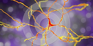 Dopaminergic neuron, computer reconstruction