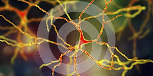 Dopaminergic neuron, computer reconstruction