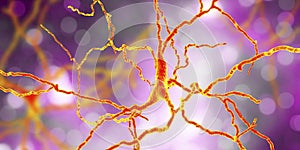 Dopaminergic neuron, computer reconstruction photo