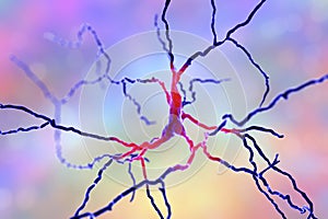 Dopaminergic neuron. Degeneration of this brain cells are responsible for development of Parkinson`s disease