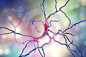 Dopaminergic neuron. Degeneration of this brain cells are responsible for development of Parkinson`s disease