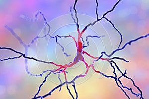 Dopaminergic neuron. Degeneration of this brain cells are responsible for development of Parkinson`s disease photo