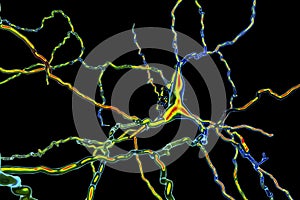 Dopaminergic neuron, illustration photo