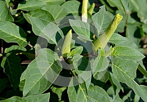 Dope Indian (harmless) (Datura inoxia Mill.), a plant with buds
