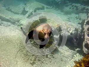 Dopey fur seal puppy