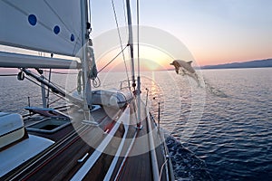 Doplhin jumping near sailing boat photo