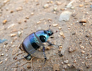 Dor-beetle 5 photo