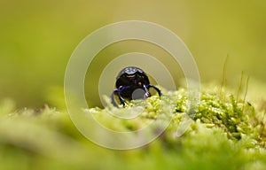 Dor beetle - Anoplotrupes stercorosus. black dung beetle