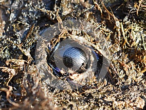 Dor beetle Anoplotrupes stercorosus digging in shit