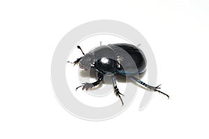 Dor beetle Anoplotrupes stercorosus on white