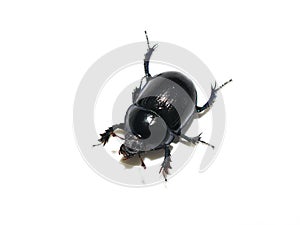 Dor beetle Anoplotrupes stercorosus on white