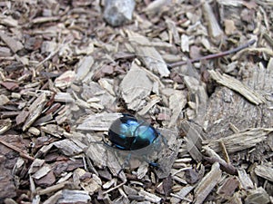 Dor beetle on forest ground