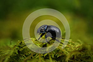 Dor beetle, Geotrupes stercorosus