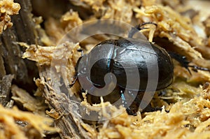 Dor beetle, Geotrupes in wood